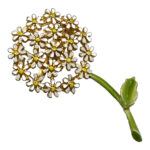 Weiss bouquet brooch
